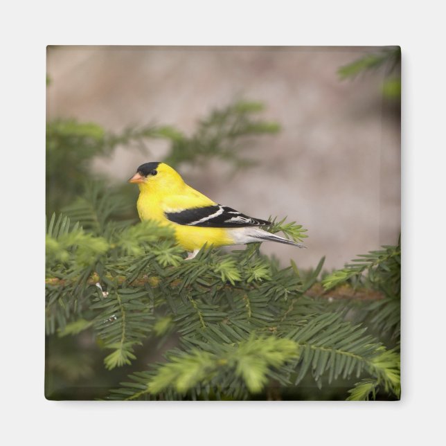 Amerikanischer Goldfinch-Mann im Baum Magnet (Vorne)