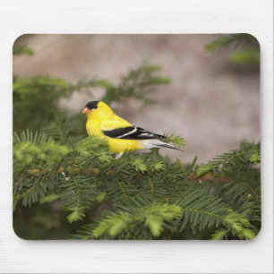 Amerikanischer Goldfinch-Mann im Baum Mousepad