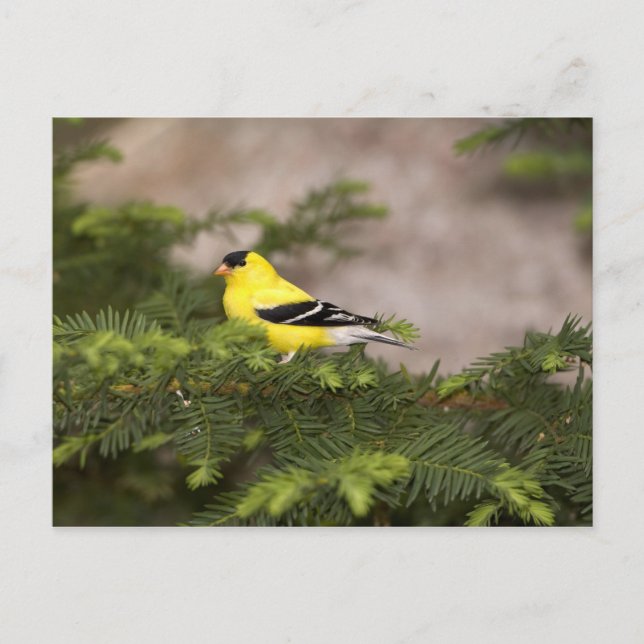 Amerikanischer Goldfinch-Mann im Baum Postkarte (Vorderseite)