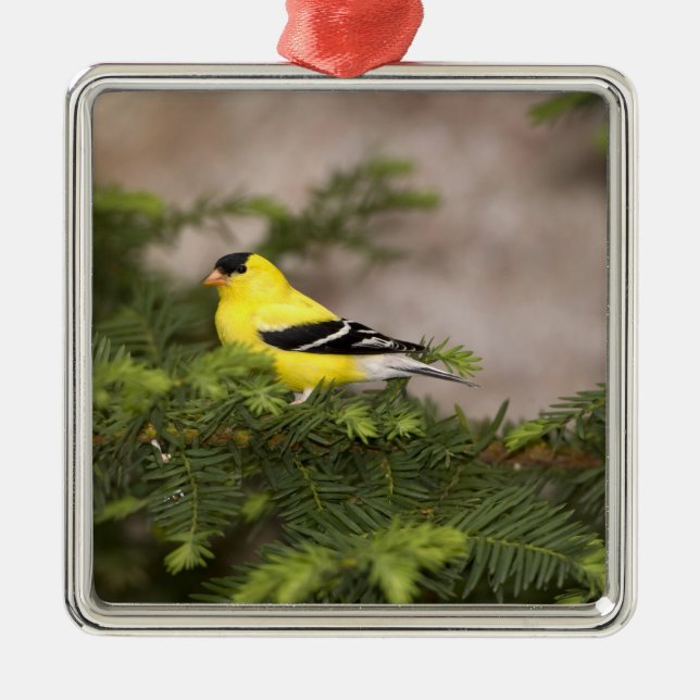 Amerikanischer Goldfinch-Mann im Baum Silbernes Ornament (Vorne)