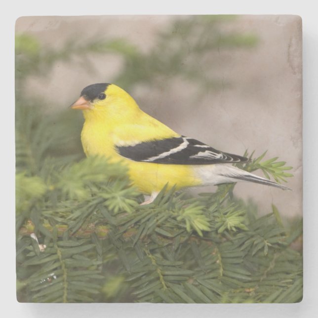 Amerikanischer Goldfinch-Mann im Baum Steinuntersetzer (Vorderseite)