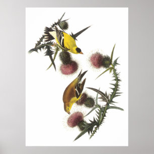 Amerikanischer Goldfinch Poster