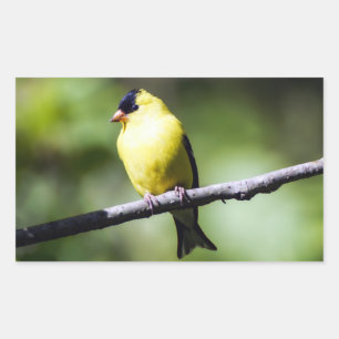 Amerikanischer Goldfinch-Vogel-Rechteck-Aufkleber Rechteckiger Aufkleber