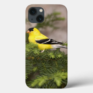 Amerikanischer Goldfinchmann in einem Baum title_seo2