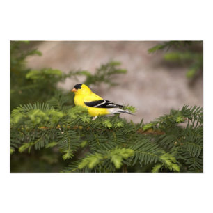 Amerikanischer Goldfink Männchen in einem Baum Fotodruck