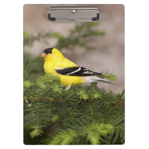 Amerikanischer Goldfink-Männchen in einem Baum Klemmbrett