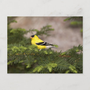 Amerikanischer Goldfink Männchen in einem Baum Postkarte