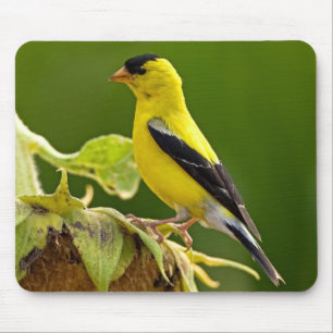 Amerikanischer Goldfink Mousepad