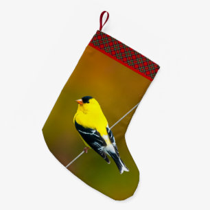 Amerikanischer Goldfink - Originalfotografie Kleiner Weihnachtsstrumpf