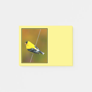 Amerikanischer Goldfink - Originalfotografie Post-it Klebezettel