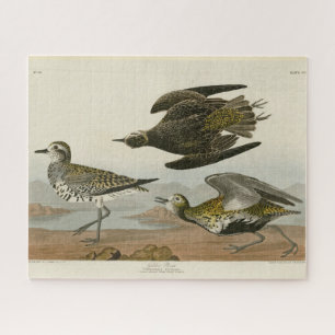 Amerikanischer Goldregenpfeifer, Audubon's Birds o