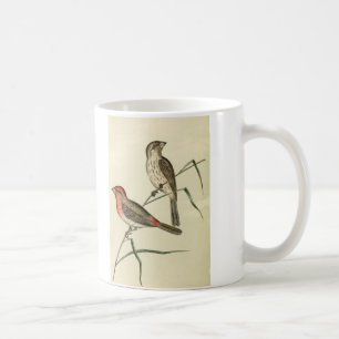 Amerikanischer Haus-Fink Kaffeetasse