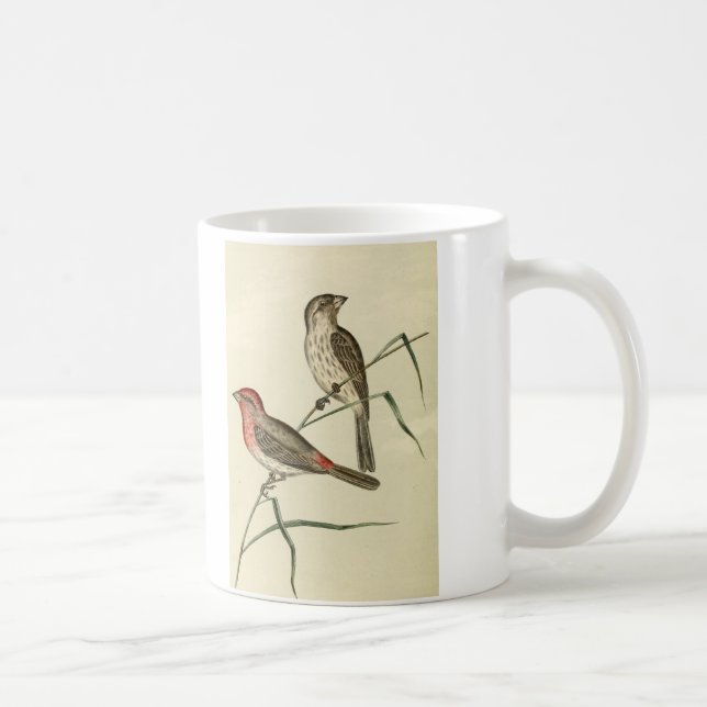 Amerikanischer Haus-Fink Kaffeetasse (Rechts)