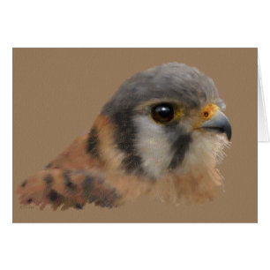 Amerikanischer Kestrel