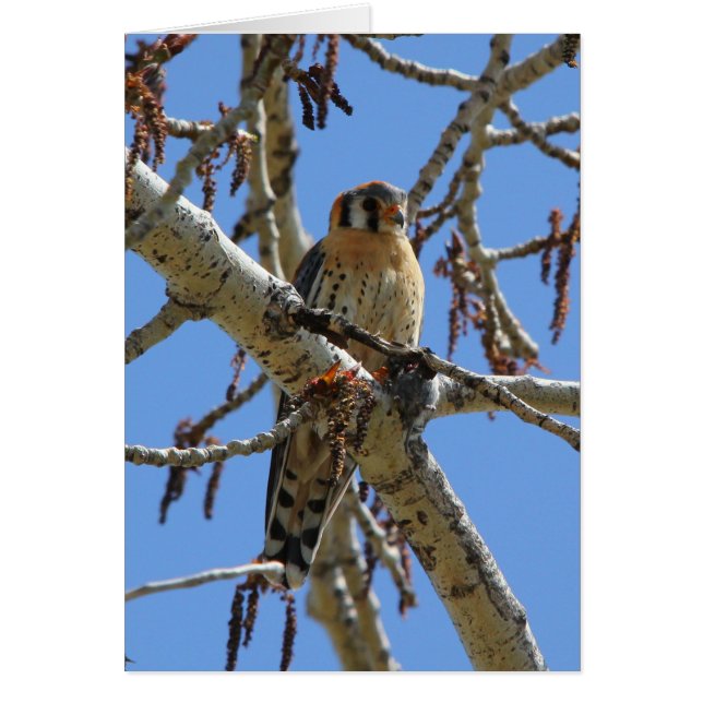 Amerikanischer Kestrel (Vorne)