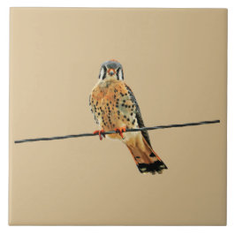 Amerikanischer Kestrel-Falke Fliese