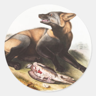 Amerikanischer Kreuzfuchs (Canis vulpes) Illustrat Runder Aufkleber