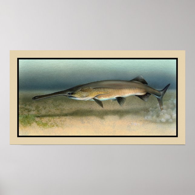Amerikanischer (Mississippi) Paddlefisch Poster (Vorne)