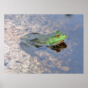 Amerikanischer Ochsenfrosch in Acadia Poster