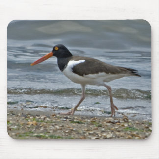 Amerikanischer Oystercatcher Mousepad