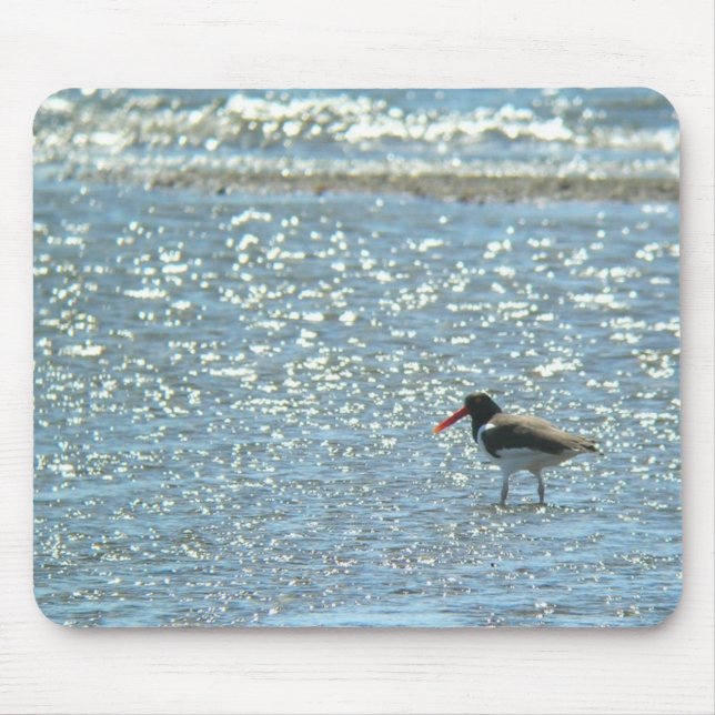 Amerikanischer Oystercatcher Mousepad (Vorne)