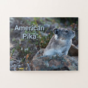 Amerikanischer Pika versteckt in Felsen