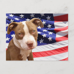 Amerikanischer Pitbuler Welpe Postkarte