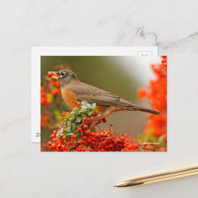 Amerikanischer Robin Songbird mit Red Berry Postkarte (Vorderseite/Rückseite Beispiel)