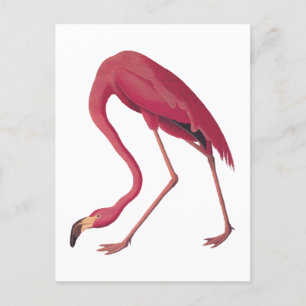 Amerikanischer Rosa Flamingo Vintage-Kunst Postkarte