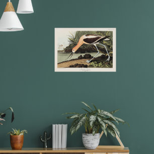 Amerikanischer Säbelschnäbler aus Birds of America Poster