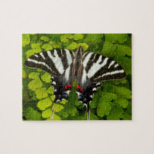 Amerikanischer Schwalbenschwanz Schmetterling