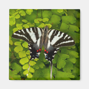 Amerikanischer Schwalbenschwanz Schmetterling Magnet