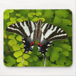 Amerikanischer Schwalbenschwanz Schmetterling Mousepad