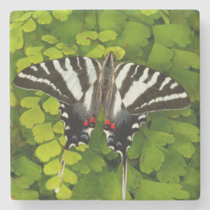 Amerikanischer Schwalbenschwanz Schmetterling Steinuntersetzer