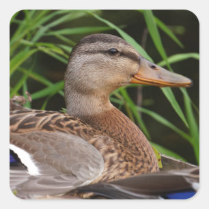 Amerikanischer schwarze Enten-Aufkleber Quadratischer Aufkleber