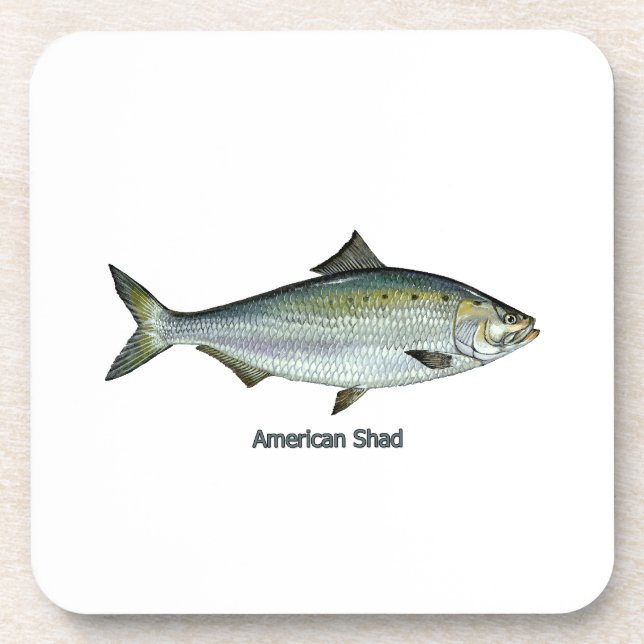 Amerikanischer Shad Untersetzer (Vorderseite)