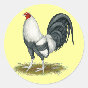 Amerikanischer Spiel-Silber-Blau-Kampfhahn Runder Aufkleber
