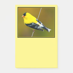 Amerikanischer Stieglitz - Original-Fotografie Post-it Klebezettel