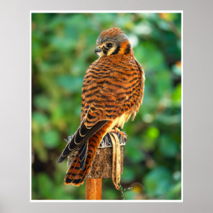 Amerikanischer Turmfalke Portrait Wandkunst Farbdr Poster