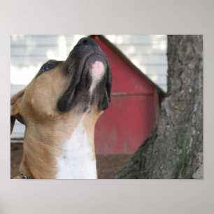 AMERIKANISCHER TYRANN-WELPE POSTER