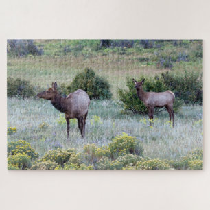 Amerikanischer Wapiti Colorado