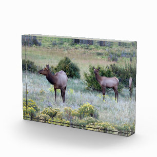 Amerikanischer Wapiti Colorado Fotoblock
