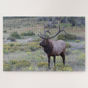 Amerikanischer Wapiti   Rocky National Park, Color