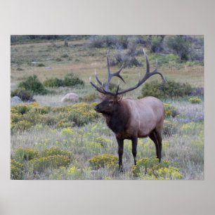Amerikanischer Wapiti Rocky National Park, Color Poster