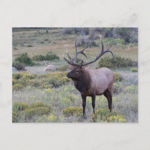 Amerikanischer Wapiti   Rocky National Park, Color Postkarte