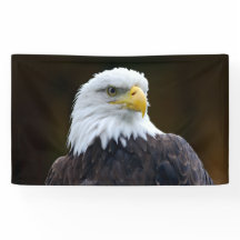 Amerikanischer Weißkopfseeadler