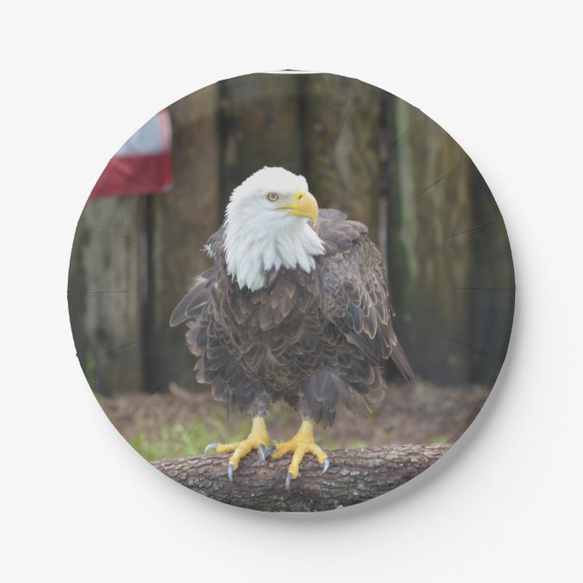 Amerikanischer Weißkopfseeadler gehockt auf einem Pappteller (Vorderseite)