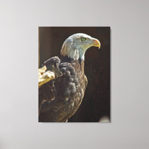 Amerikanischer Weißkopfseeadler Leinwanddruck