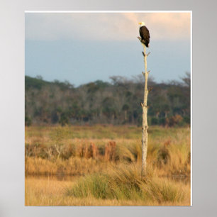 Amerikanischer Weißkopfseeadler Poster