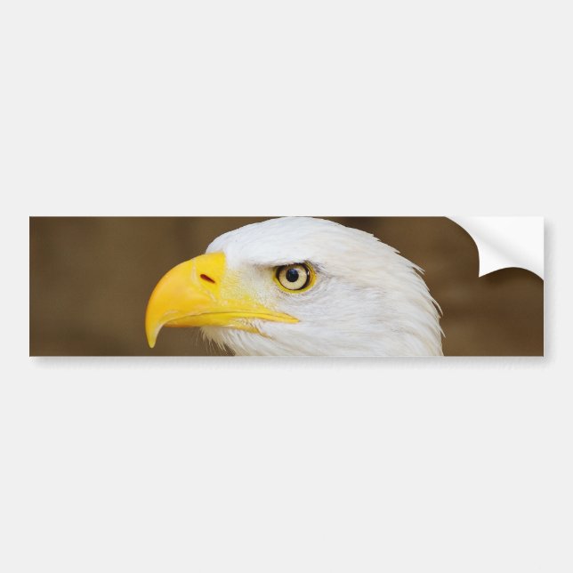 Amerikanischer WeißkopfseeadlerHaliaeetus Autoaufkleber (Vorne)